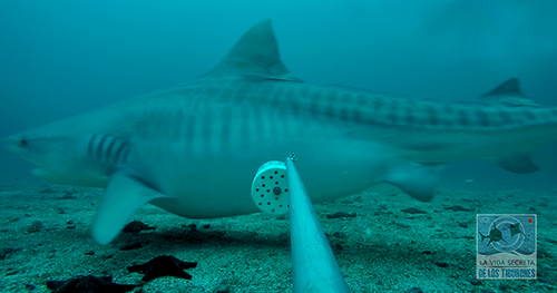 Los biólogos y biólogas marinas también detectaron hembras de la especie de tiburón tigre posiblemente embarazada/Proyecto 'La vida secreta de los tiburones'-UCR.