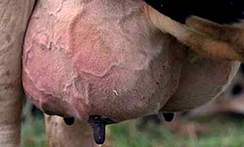 Mastitis bovina (FOTO: Infouniversidades).