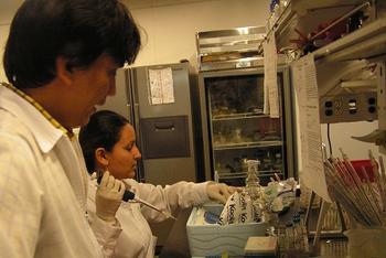 El anticuerpo anti-amiloideo Crenezumab que desarrolla la firma Genentech en colaboración con la empresa suiza de bioetecnologia AC inmune S.A, actúa adhiriéndose al cerebro (FOTO: UDEA)