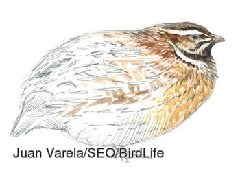 Codorniz común. Juan Varela/SEO/BirdLife