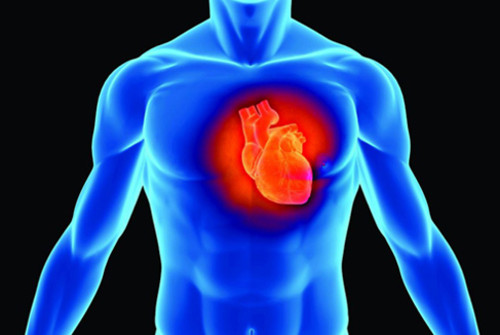 Lesiones cardiacas. FOTO: UTALCA