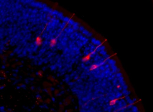 Epitelio olfativo de un ratón, con las neuronas olfativas en rojo y los núcleos de las células en azul/ Thiago Seike Nakahara
