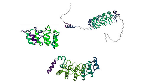 Los investigadores estudiaron los mecanismos que regulan el plegado de proteínas. Créditos: Ezequiel Galpern