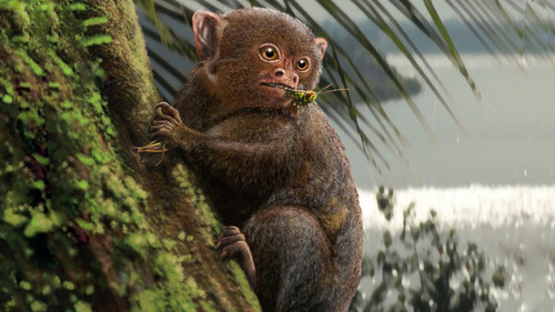 Reconstrucción hipotética del primate Ashaninkacebus simpsoni./ J. A. González y D. Barletta)