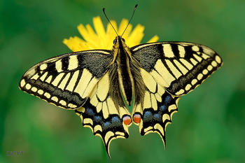 Macaón o Papilio machaon.