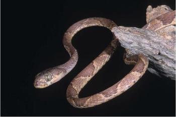 Doble Golpe: Serpiente porta hongo mortal. Foto: STRI
