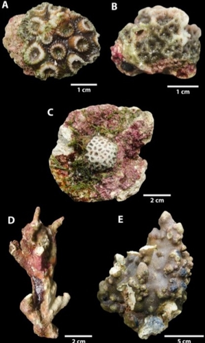 Corales recolectados por los investigadores: (A) Montastraea cavernosa, (B) Agaricia humilis, (C) Favia gravida, (D) Millepora sp., y (E) Madracis decactis.