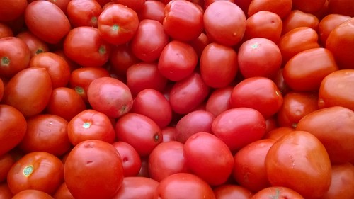 Tomates. FOTO: CONACYT