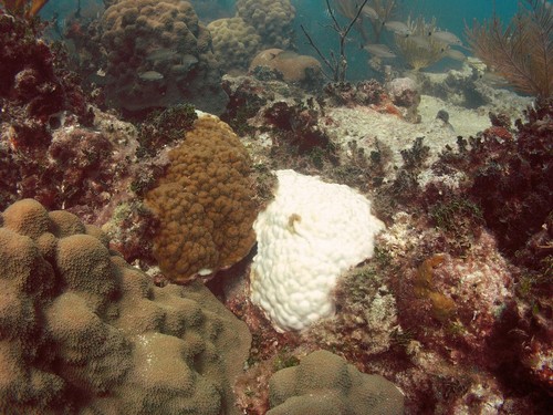 Corales blanqueados y sanos/Ilsa Kuffner, US Geological Survey