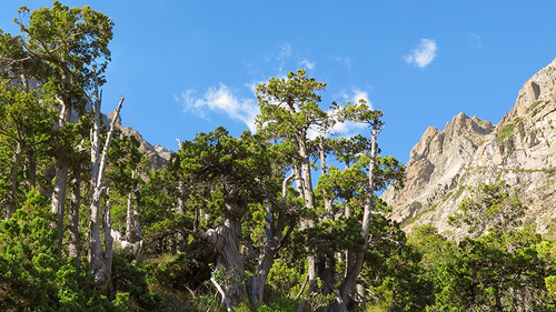 Bosques centenarios de ciprés (Austrocedrus chilensis) en Cerro Azul de la cordillera de los Andes, proximidades de Rancagua, Chile/gentileza investigador.