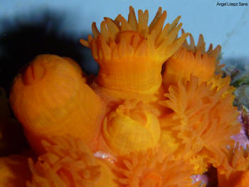 Coral  'Astroides Calycularis'. Foto: Ángel López Sans-CSIC.