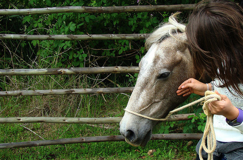 Terapia con caballos. Foto: Francisco Javier Argel.