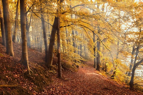 Bosque en otoño. 