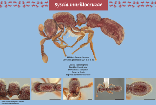 Hormiga 'Syscia murillocruzae'.