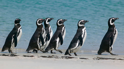 Pingüinos de Magallanes. Foto: gentileza Pablo Borboroglu.