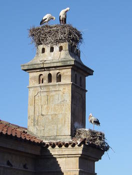 Aspecto de dos nidos de cigüeña en el Palacio de Anaya (Salamanca)