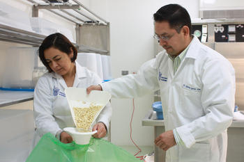 La Biól. Sofía Ortiz Islas y el Dr. Silverio García Lara, profesores de la Cátedra de Investigación en Alimentos Nutracéuticos, evalúan los procesos de almacenamiento hermético del maíz.