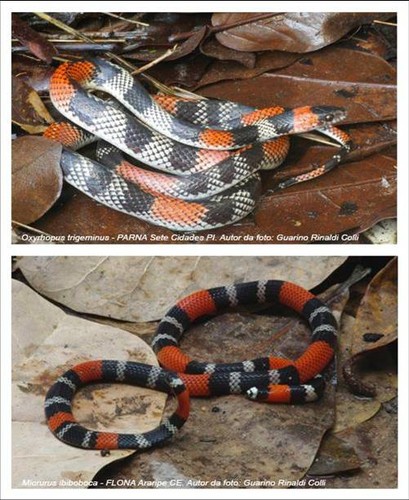 Cobras gostam de formar panelinhas com outras cobras, diz estudo -  Revista Galileu