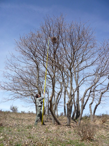 Vittorio Baglione inspeccionando un nido con pertiga y camara inalambrica. FOTO: UVA.