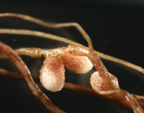 Formación nodular creada por la bacteria en las raíces de la veza. Foto: Raúl Rivas.