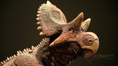 El nuevo dinosaurio coahuilense Yehuecauhceratops mudei/Agencia Informativa Conacyt