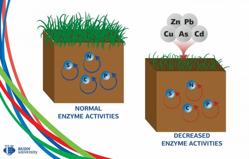 Imagen que muestra cómo los metales pesados afectan a la actividad de las enzimas del suelo.