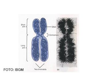 Imagen de cómo el ADN está 'empaquetado' dentro del cromosoma.
