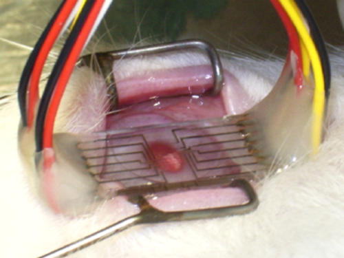 Los investigadores prueban los nanoelectrodos en la córnea de un conejo.