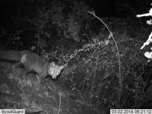 Imagen de un zorro captado en la noche. Foto: CSIC.