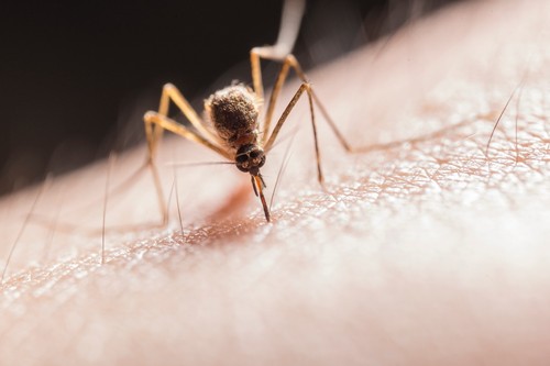 Los mosquitos transmiten el parásito Plasmodium, que causa la malaria. / Foto: Pexels.