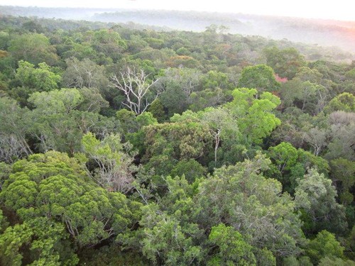 Árboles en la selva amazónica/Fernanda Coelho, University of Leeds