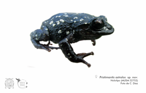Nueva especie de rana del género Pristimantis.