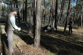 Los investigadores de Cesefor trabajan en las parcelas de pinos, en concreto, obteniendo muestras de anillos de crecimiento con barrena Presler en Pinar Grande. Foto: Fernando Martínez Peña.