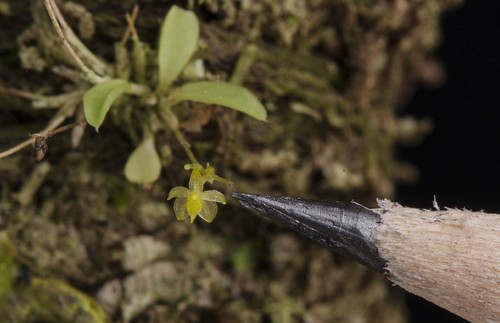 ‘Platystele tica’. Comparación de pequeña planta y dimuta flor con la punta de un lápiz común (foto cortesía del JBL).