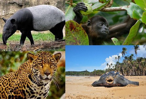 Algunos animales que pueden encontrarse en este territorio. FOTO: PANAMÁ CONSERVATION SOCIETY