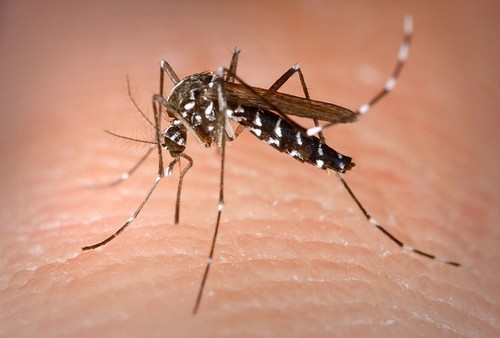 Hembra de mosquito tigre. / James Gathany - CDC.