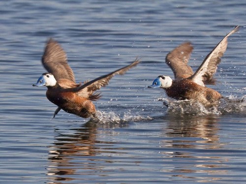 Aves en una laguna. Foto: CSIC.