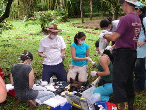Los científicos realizan pruebas para detectar dengue y fiebre del Nilo en monos en libertad de tierras bajas de Costa Rica.