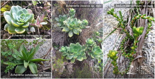 Las cuatro nuevas especies de plantas suculentas descritas en Perú.