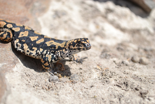 Las cenizas del Puyehue disminuyeron en un 15 por ciento la velocidad del lagarto vistoso de las rocas.  Créditos: Gentileza del biólogo Facundo Cabezas Cartes.