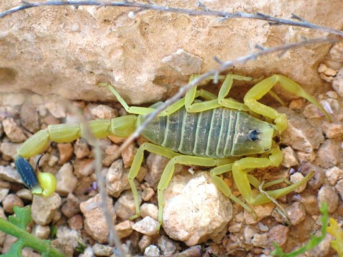Escorpión amarillo israelí. Imagen: Ester Inbar.