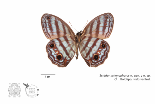 La mariposa 'Scriptor sphenophorus'.