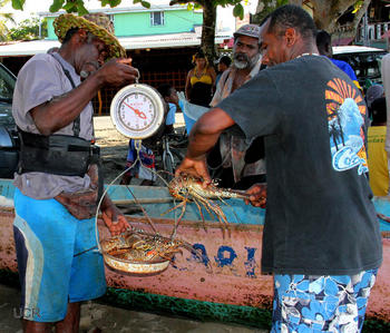 Pescadores artesanales del caribe sur ha constatado que cada vez son menos las langostas en estado adulto como resultado de la pesca de especímenes pequeños.