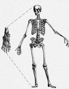 La metodología diseñada emplea restos óseos del pie para estimar la altura del individuo (FOTO: Adrián Pablos).