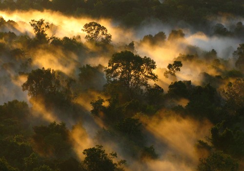 Bosque amazónico en Brasil. Foto: Peter van der Sleen.