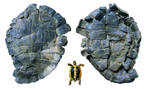 Caparazón de Pelorochelon soriana comparado con la tortuga ibérica actual. Imagen: UNED.