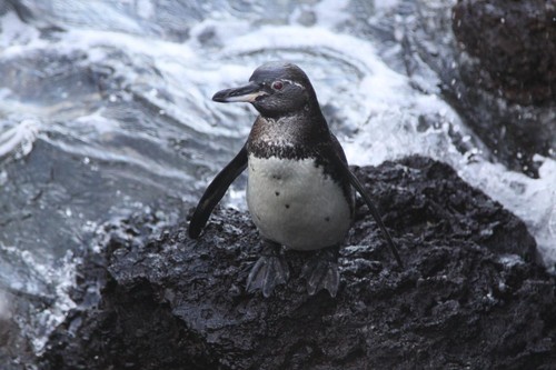 Pingüino de Galápagos/Caroline Cappello/University of Washington