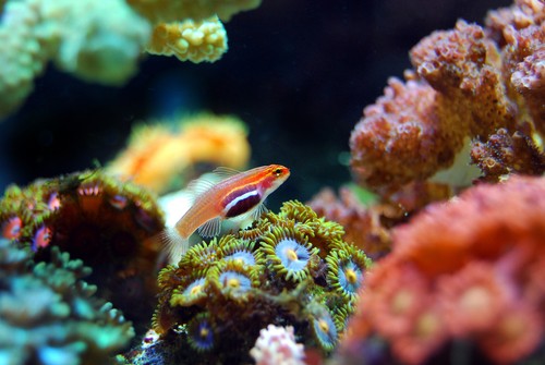 Arrecifes de coral. Foto: F. Descubre.