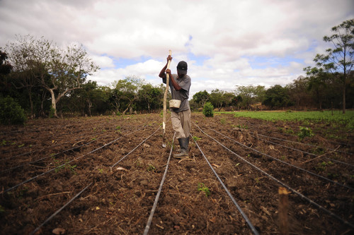 Agricultor trabajando en un campo de frijoles en Nicaragua/Neil Palmer (CIAT), CC BY-SA 2.0 <https://creativecommons.org/licenses/by-sa/2.0>, via Wikimedia Commons