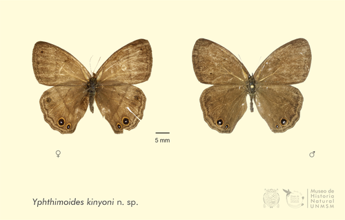 La nueva especie de mariposa 'Yphthimoides kinyoni'